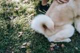 Esto es lo que comunican los perros con su cola