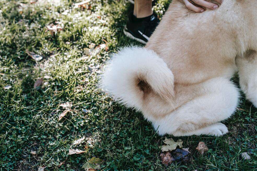 Perro, cola