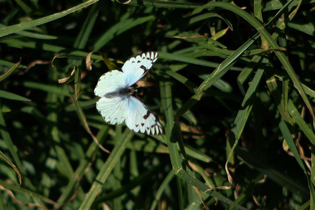 -FOTODELDÍA- AME7427. LA PAZ (BOLIVIA), 19/05/2024.- Fotografía de una mariposa este domingo en La Paz (Bolivia). Bolivia es considerado como el cuarto país más rico a nivel mundial en diversidad de mariposas diurnas.EFE/Luis Gandarillas