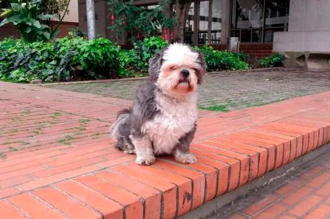Coco fue robado y su dueño pide ayuda para encontrarlo