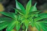 Sancocho al que le habrían agregado marihuana deja 16 intoxicados en Magdalena