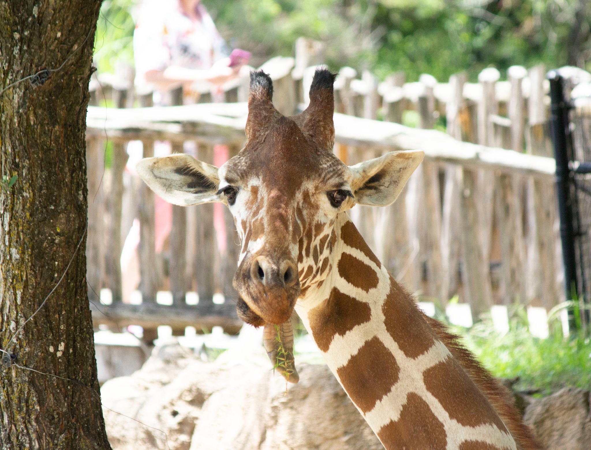 Ferrell, la jirafa que fue sacrificada el pasado 31 de diciembre en el Zoológico de Dallas, Estados Unidos.