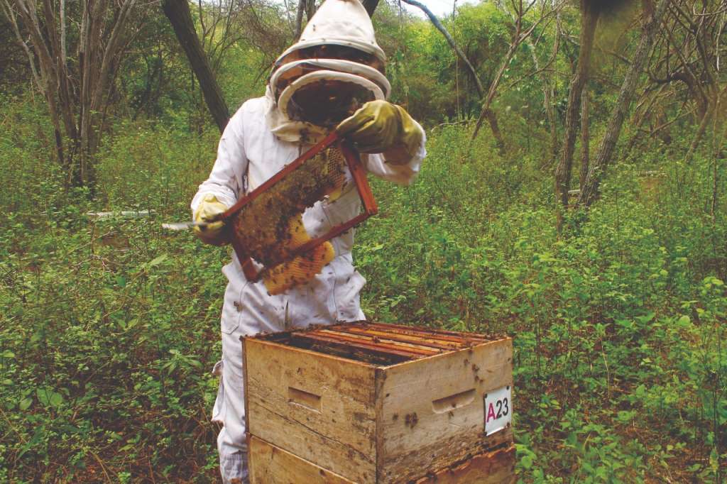 Productos del Bosque Seco brinda productos que provienen directamente de la naturaleza, previniendo el consumo de alimentos procesados.