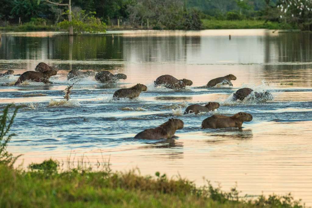 Los humedales sirven como hogar o punto de paso para una gran cantidad de especies.
