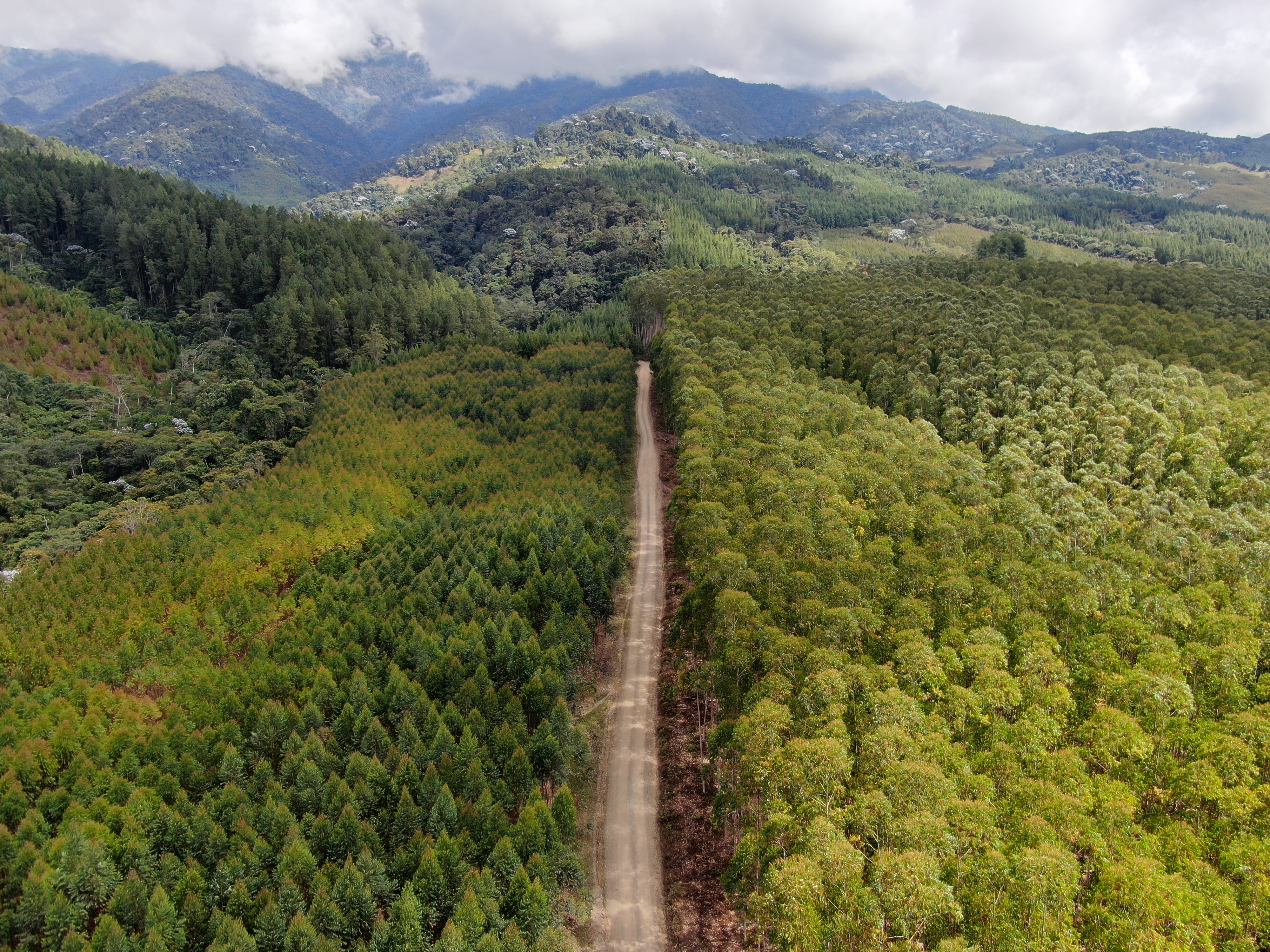 COLOMBIA: UN PAÍS DE VOCACIÓN FORESTAL