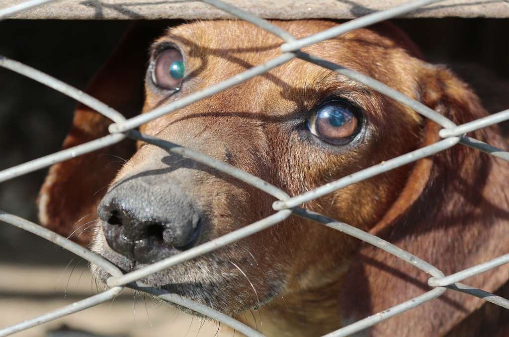 ¿Cómo denunciar un caso de maltrato animal Colombia?