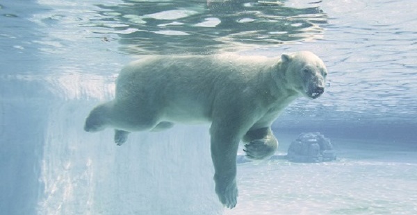 En los últimos tres meses, los niveles de actividad de Inuka habían disminuido notablemente. / WILDLIFE RESERVES SINGAPORE