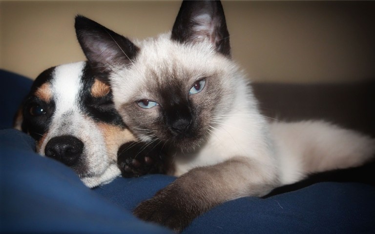 Falsos mitos sobre los gatos y perros: ellos pueden vivir juntos y ser amigos