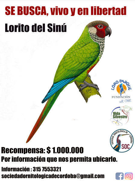 Esta es la nueva campaña que propone la Sociedad Ornitológica de Córdoba para buscar al periquito del Sinú.