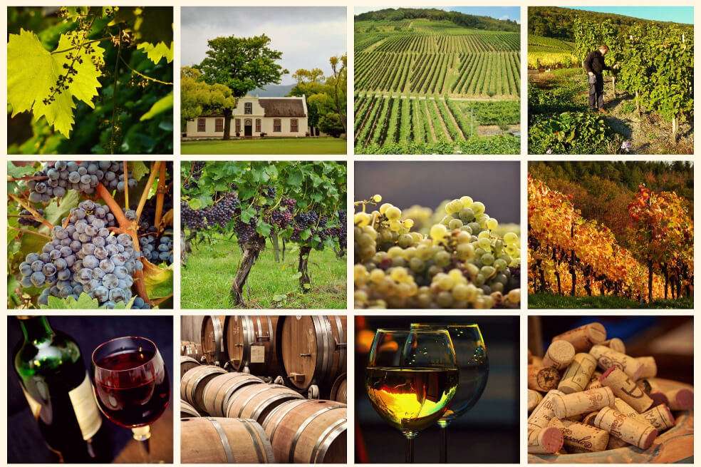 En esta cuarentena puede conocer de vinos a través de experiencias virtuales. / Pixabay.