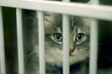 ¿Puede un animal interponer una demanda?