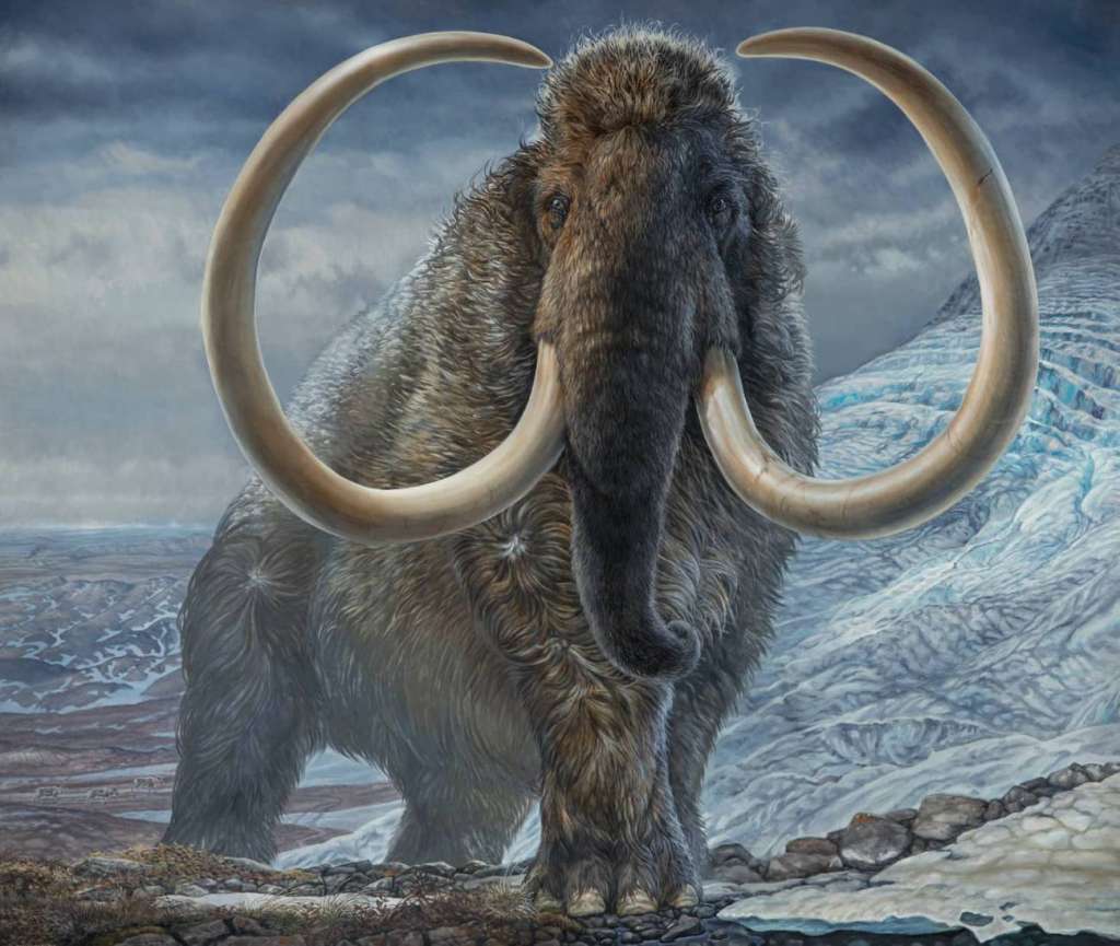 Un equipo de investigación ha descubierto, gracias al análisis de los isótopos que forman parte de sus grandes colmillos, cómo se desplazaban los mamuts lanudos durante las diferentes etapas de su vida.