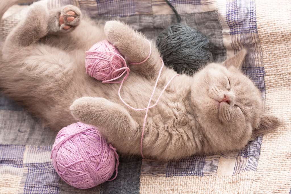 Observar como un gato se entretiene jugando con hebras de lana es muy divertido, pero puede entrañar ciertos riesgos para la salud del felino.
