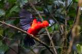 Las aves menos comunes del planeta corren mayor riesgo de extinguirse