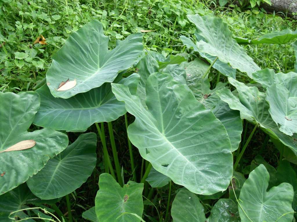 “La Colocasia esculenta es una planta excepcionalmente adaptativa. Su capacidad para prosperar en suelos anegados la convierte en una opción clave en climas tropicales y subtropicales, donde otras especies podrían tener dificultades para crecer