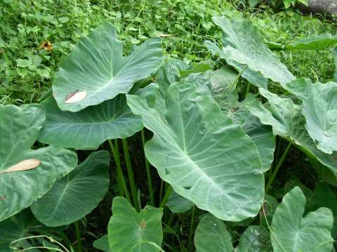 Taro o ñame de agua: secretos y cuidados de esta planta