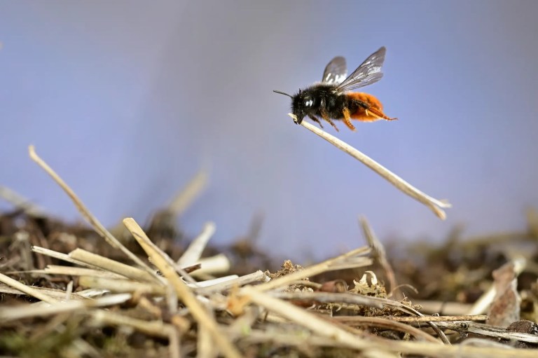 Las abejas con cerebros más grandes toleran mejor vivir en ciudades