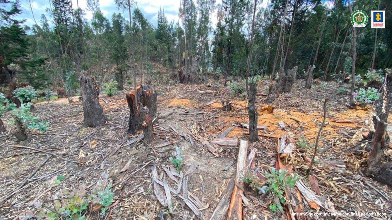 Área deforestada de la sabana por la red criminal.