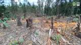 Empresas asociadas a la deforestación no tienen suficientes compromisos para frenarla