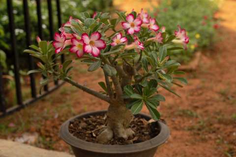 Rosa del desierto: una planta que no retrocede ni se rinde jamás