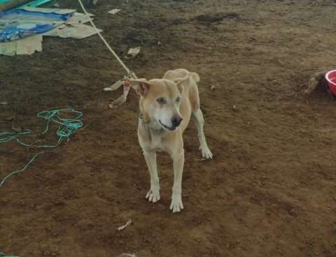 Animales rescatados tras la tragedia en Rosas, Cauca, necesitan su ayuda