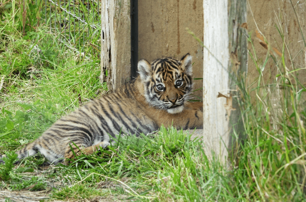 Zaza, el primer cachorro de tigre nacido en un zoológico de Gales.