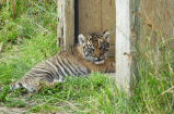 Video: Zaza, un cachorro de tigre en peligro de extinción, ruge por primera vez