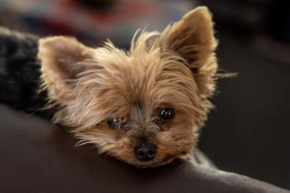 Perros Yorkie: 3 características de esta raza que debes tener en cuenta