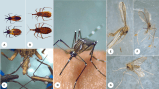 Santander refuerza lucha contra vectores para frenar dengue y otras ETV