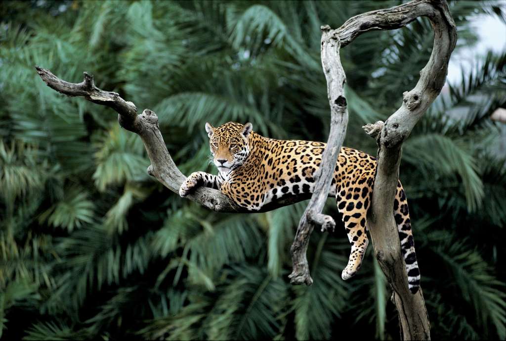 Un jaguar en el Pantanal, Brasil. Según el Fondo Mundial para la Naturaleza (WWF por sus siglas en inglés), ya ha desaparecido en un 46 % de sus territorios originales.