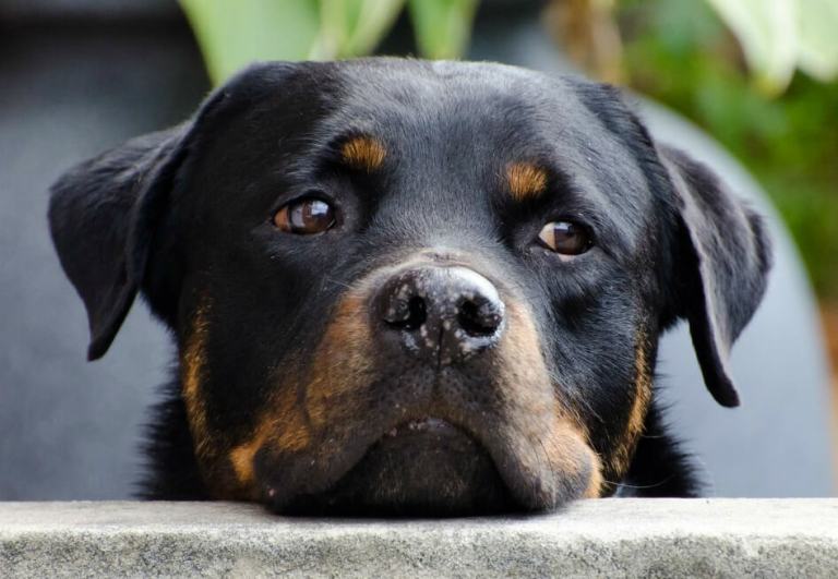 Primera jornada de adopción de animales en Bogotá