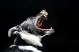 ¿Tu perro sufre de estrés? 10 señales que indicarían que sí