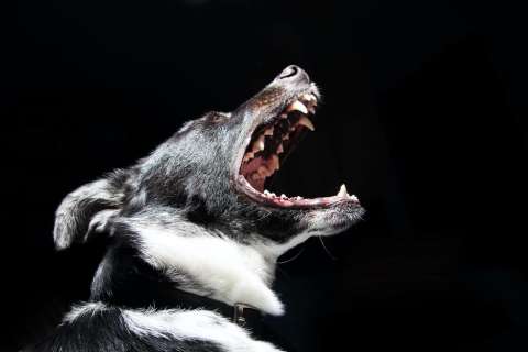 ¿Tu perro sufre de estrés? 10 señales que indicarían que sí