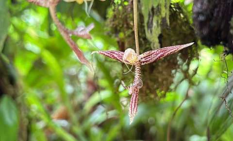Así es la nueva especie de orquídea que descubrieron en Buenaventura