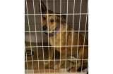 Helena, la perrita que fue adoptada y luego de tres días fue devuelta al refugio