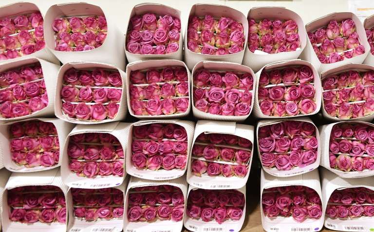Floricultores Cultivo Rosas