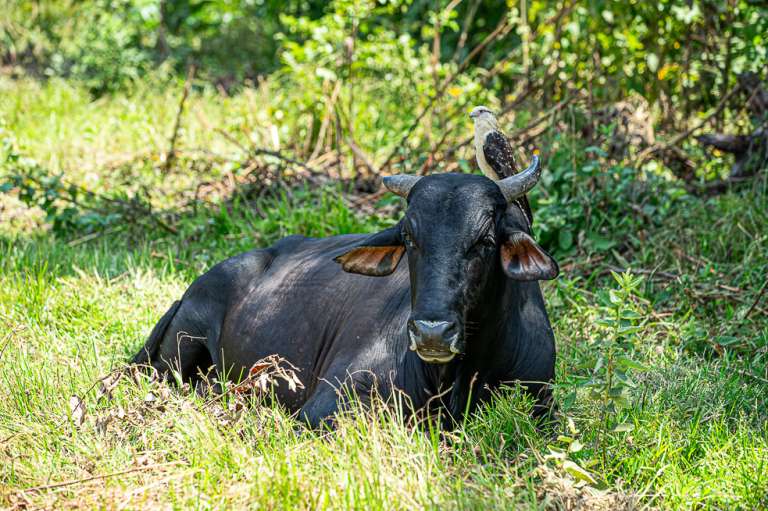 Orocue Casanare