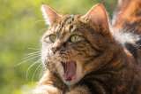 ¿Qué significan los diferentes maullidos de su gato?