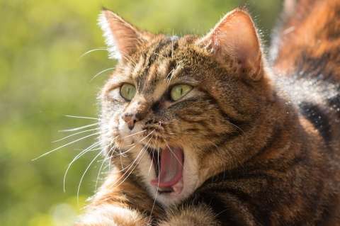 Así puede lograr que su gato deje de maullar durante las noches