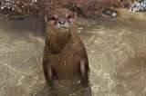 Después de 20 años, una nutria y su cría fueron avistadas en el río Suárez, Boyacá