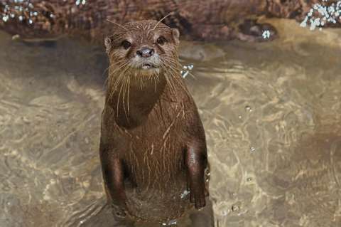 Después de 20 años, una nutria y su cría fueron avistadas en el río Suárez, Boyacá