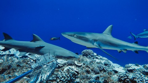 Colombia prohíbe la pesca artesanal e industrial de tiburón
