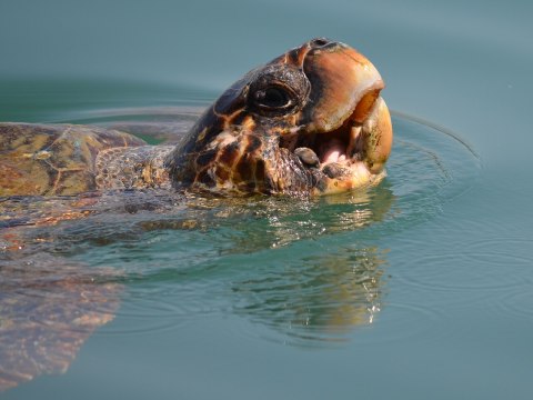 Un video para contemplar la larga travesía de las tortugas marinas por el planeta