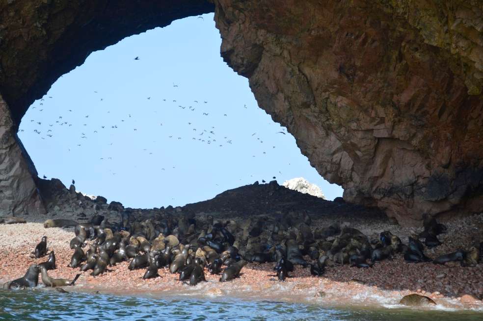 La abundante vida que existe en la bahía de Paracas y las islas Ballestas es posible gracias a las corrientes frías de Humboldt. / Catalina Castaño Carmona