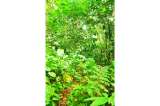 Bosque andino, fragmentado