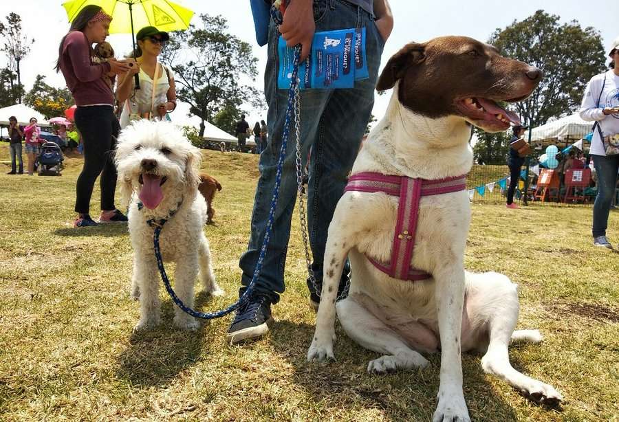 Parques para visitar con su mascota en Bogotá
