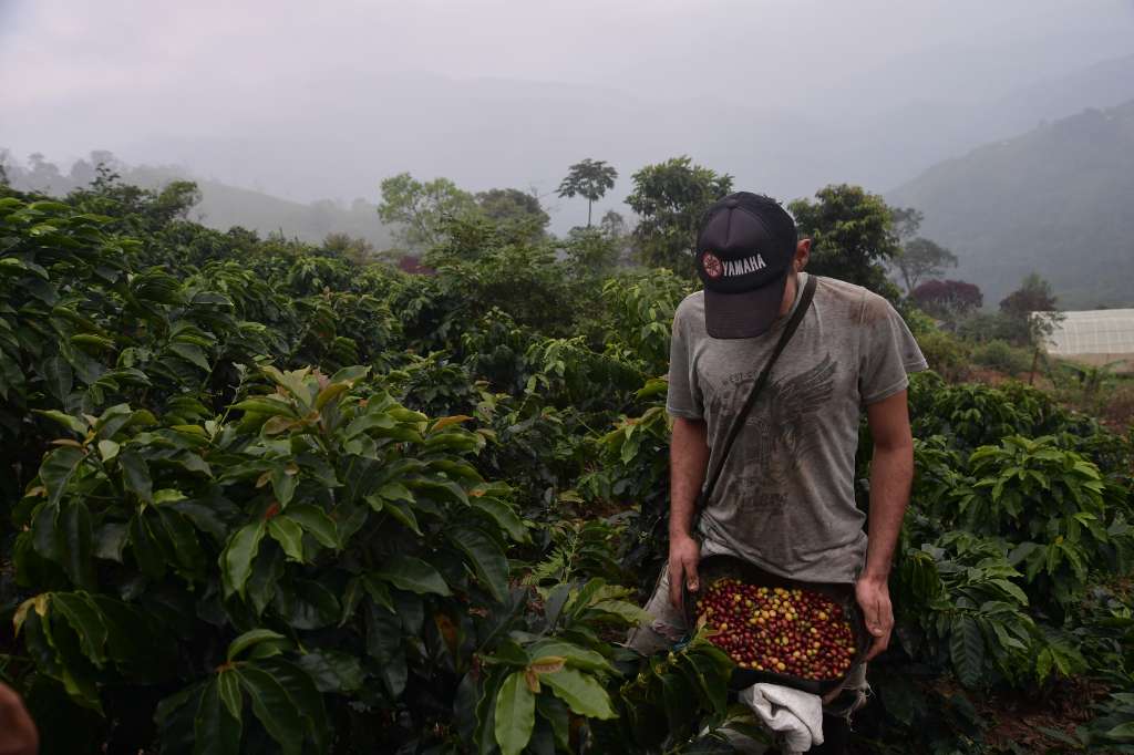 Cultivos de café y cacao en Sardinata, Norte de Santander