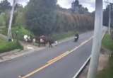 Accidente en Sesquilé: motociclista chocó con una vaca que cruzaba la vía