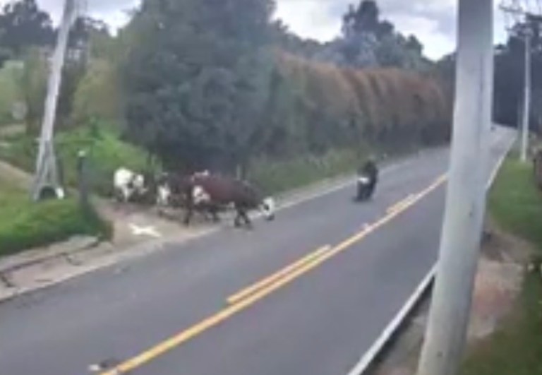 Accidente en Sesquilé: motociclista chocó con una vaca que cruzaba la vía
