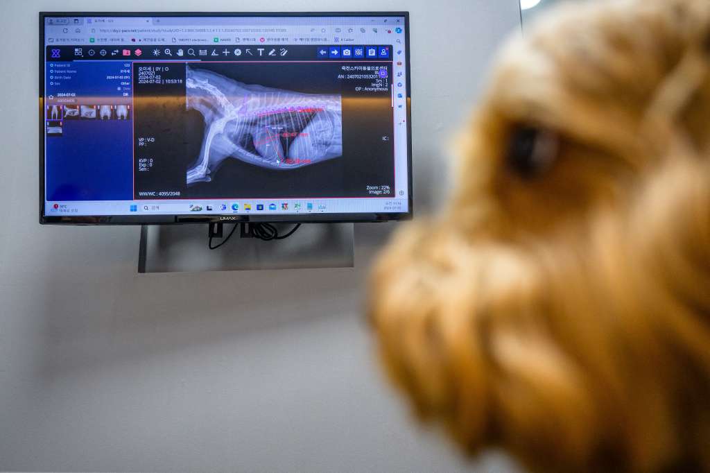 This picture taken on July 2, 2024 shows Mozzi, a goldendoodle dog, sitting near a monitor showing its x ray results as it is processed through the 'X Caliber' software to pin point x ray abnormalities in Yongin.